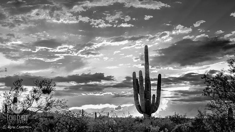 Experience the timelessness of nature set within the smooth enduring medium of black and white.